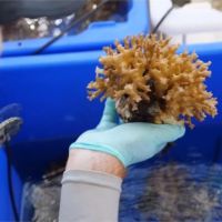 「珊瑚救珊瑚」移植任務 搶救大堡礁海底生態