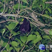 生態島保育有成　瀕絕珍稀台灣狐蝠在龜山島安居繁衍