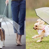 雨再大狗兒子也不能濕！專為毛小孩設計的「狗雨傘」，梅雨季也不怕～