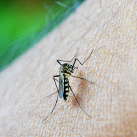 緬甸旅遊疫情升為第二級警示！預防感染茲卡病毒該做的5件事