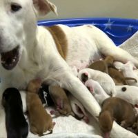 混血拉不拉多犬生下20隻小寶寶 堪稱超級狗媽媽