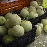 受香港反送中三罷影響 台中外銷水果也遭殃