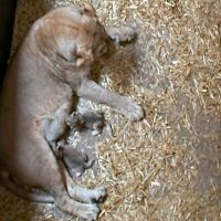 德國動物園獅子吃掉兩個剛出生的獅寶寶