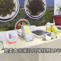 育種19年！台灣原生山茶「台茶24號」誕生