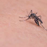 【有影】暑假引爆史上最大「蚊子病」危機！ 7月以來移入登革熱飆出新高