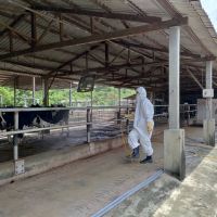 防水患後疫病發生 加強畜牧場消毒