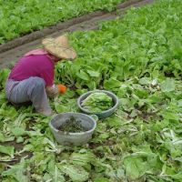 農損續增　是否衝擊蔬菜供需須再觀察幾天