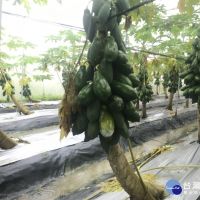 高雄連日大雨致木瓜農損　農委會公告列農損現金補助、低利貸款範圍