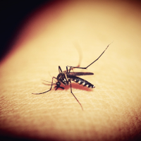 適逢820世界蚊子日，前往瘧疾流行地區不可不知的5個防護措施