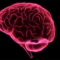 神經發炎加劇大腦退化 抑制關鍵蛋白質可減緩病程