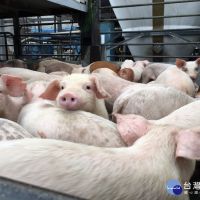 小型養豬業者未提廢水管理計畫　年底開罰