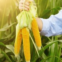 舒緩壓力防自殺 美農民打造玉米田迷宮