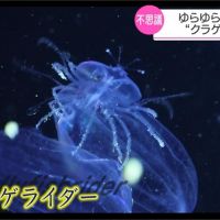 把水母當食物！日本「伊勢龍蝦」養殖新突破