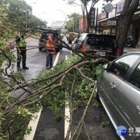 路樹倒塌佔據車道　員警主動清除搬離