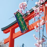 【京都】最佳賞花期是何時？ 賞花季節、6大神社寺院巡禮...