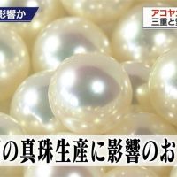 日本珍珠產業重創 愛媛、三重縣珍珠牡蠣大量亡