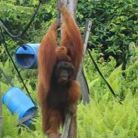 印尼遷都婆羅洲 保育人士憂紅毛猩猩恐受害