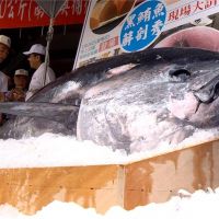 台灣漁業利益最大化 黑鮪魚配額換大目鮪1年
