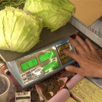 高麗菜漲價農民搶種 農糧署憂11月價格崩盤
