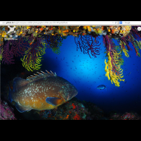 欣攝影／2013 GDT野生攝影比賽 水底世界奇幻