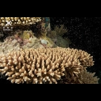 昆士蘭大堡礁珊瑚產卵季 見證海底生態奇景
