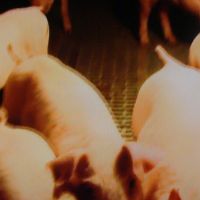 南韓發現首例非洲豬瘟病例