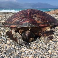 花蓮海邊發現死亡綠蠵龜