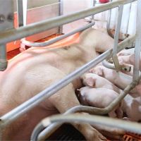 豬瘟肆虐撲殺豬隻逾1億 中國豬肉價格狂飆