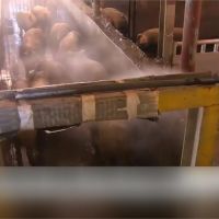 非洲豬瘟一週五起 南韓頒布全國家畜禁令