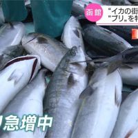 海水暖化釀魚類棲息海域變化 「烏賊城」函館改推鰤魚產品
