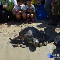 小琉球遊客疑似騷擾海龜　民眾錄影舉發