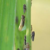 水稻飛蝨危害台中農改場發布疫情防治警報