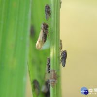 水稻生育期飛蝨聚集危害　中區農改場呼籲農民加強防治工作