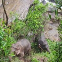 泰國五頭大象救一頭落水小象 全數溺斃