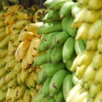 智慧農業！香蕉有沒有壞 用免費人工智慧App幫農民判斷