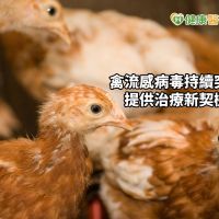 禽流感病毒持續突變　人類單株抗體提供治療契機