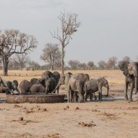 辛巴威苦旱 國家公園兩個月內死了55頭大象