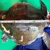 珍稀「欖蠵龜」傷重 海巡署綠島搶救安置