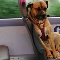 英國棄犬獨坐公車 網路瘋傳多人爭相領養