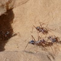撒哈拉銀蟻 : 全世界最快速螞蟻