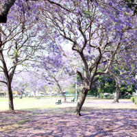 南半球紫色風暴來襲～秋季就到澳洲欣賞滿滿的藍花楹吧！
