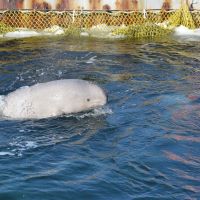 終於可以回家了！俄羅斯「鯨魚監獄」宣布放生最後一批白鯨