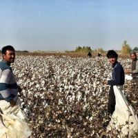 多國際名牌用新疆產棉花 被人權團體點名