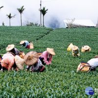 台灣國際茶業博覽會　嘉縣名茶形象館展售阿里山高山茶