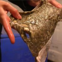 用魚鱗、魚皮製作環保塑膠 英國研究生發明展奪金牌