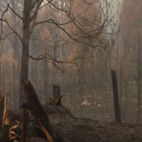 澳洲林火猛燒 濃煙籠罩雪梨