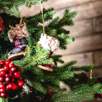 節慶布置有巧思！唯美聖誕樹、聖誕花圈 加入多肉植物超療癒