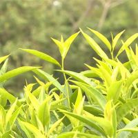 冰河期台灣原生茶樹品種！「台茶24號」復育成功