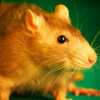中國大陸出現4例鼠疫個案 甘肅內蒙高風險