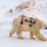 北極熊身上被噴漆寫字 保育專家臉上三條線